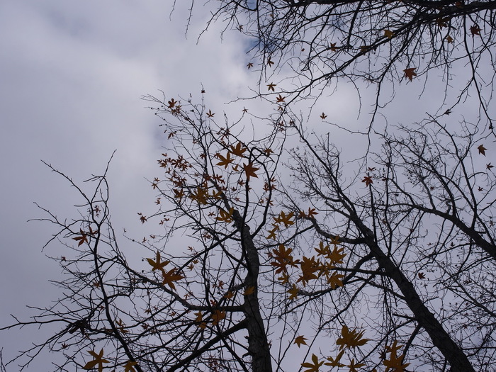 落葉樹と曇り空の日_e0276411_22472536.jpg