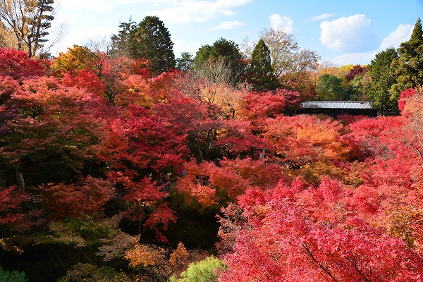 秋色　-　東福寺_a0114714_11405894.jpg