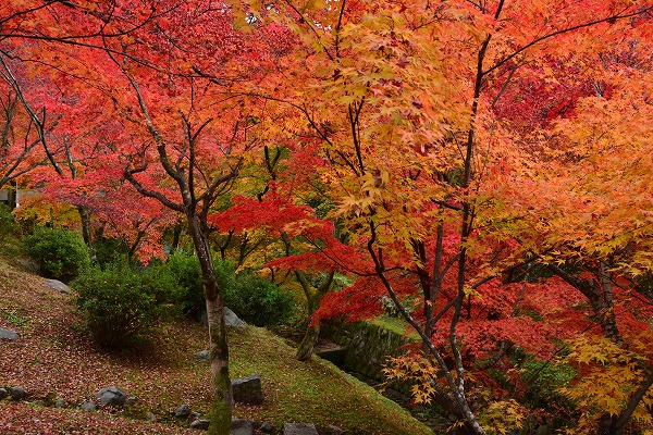 秋色　-　東福寺_a0114714_11411673.jpg