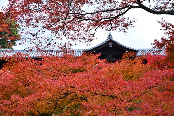 秋色　-　東福寺_a0114714_11413231.jpg