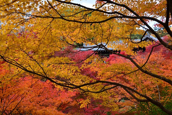 秋色　-　東福寺_a0114714_11415594.jpg