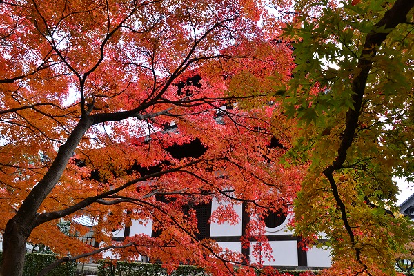 秋色　-　東福寺_a0114714_11421265.jpg