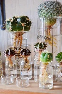 植物のおくりもの_d0263815_12415339.jpg