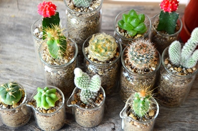 植物のおくりもの_d0263815_12465055.jpg