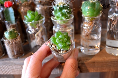 植物のおくりもの_d0263815_12485970.jpg