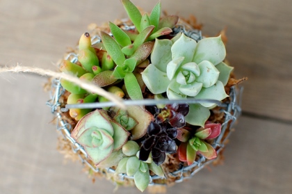 植物のおくりもの_d0263815_1351975.jpg