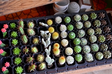 植物のおくりもの_d0263815_1353364.jpg