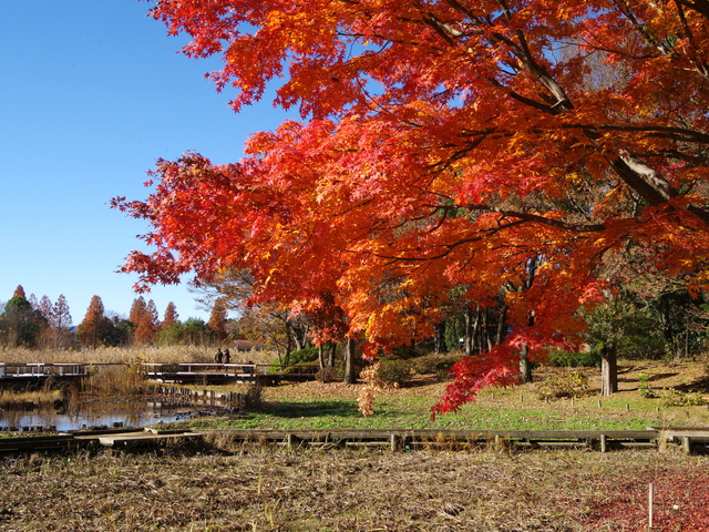 快晴の昭和記念公園_b0191026_23343791.jpg