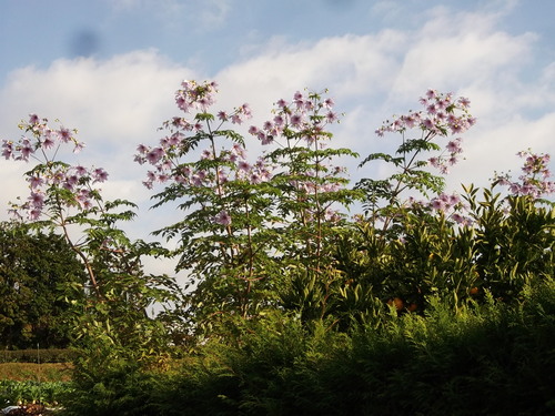 晩秋の菜園...こんなところです。_b0137932_1159222.jpg