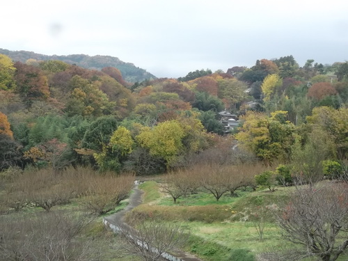 晩秋の菜園...こんなところです。_b0137932_15205937.jpg