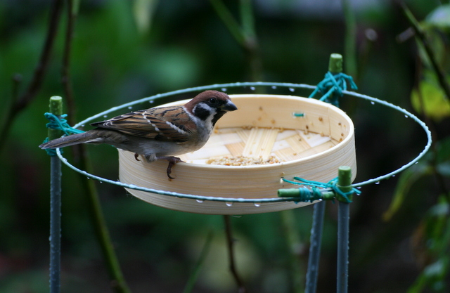 新 スズメの餌台 のどかに