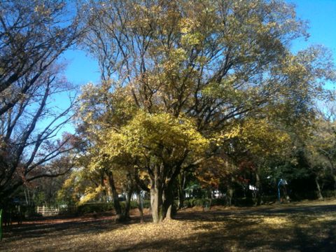 栗山公園(小金井市)(12月2日)_e0213636_18132184.jpg