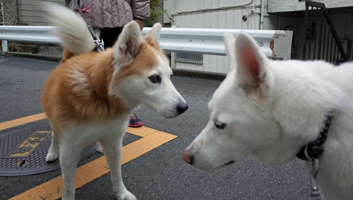 犬らしい名前_a0117039_2173792.jpg