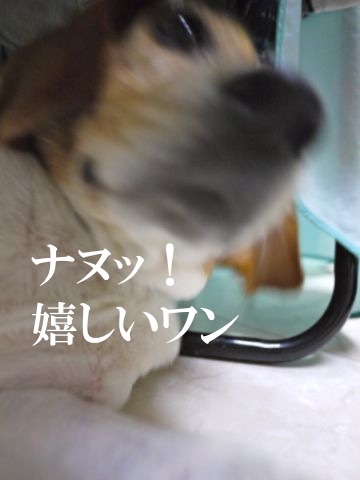 愛犬 乾かし中_c0190940_2237561.jpg