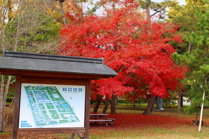 紅葉の絨毯の『京都御苑（御所）』20141129_e0237645_20594584.jpg