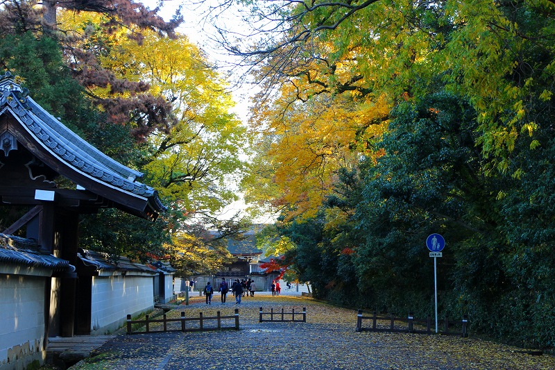 紅葉の絨毯の『京都御苑（御所）』20141129_e0237645_2114095.jpg