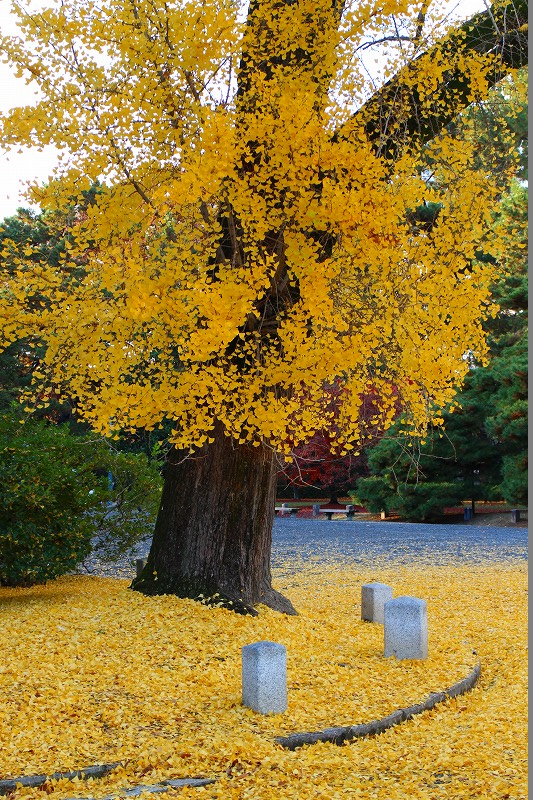 紅葉の絨毯の『京都御苑（御所）』20141129_e0237645_2121665.jpg