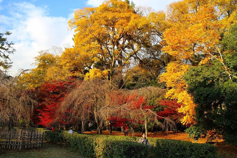 紅葉の絨毯の『京都御苑（御所）』20141129_e0237645_212261.jpg