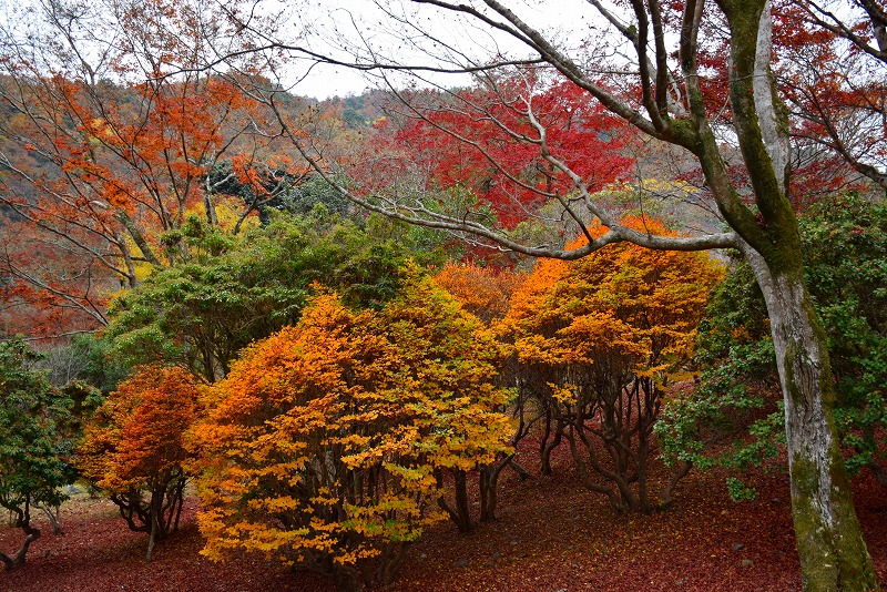 今年も凄い人出、紅葉の『嵐山』20141130_e0237645_2124586.jpg