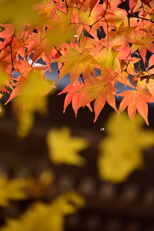 晩秋の木山寺へ　ふらりとプチツーへ_c0339546_22412858.jpg