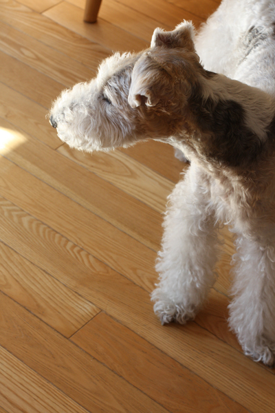 尿路結石になった愛犬の尿のPHチェック方法_e0333647_15055032.jpg