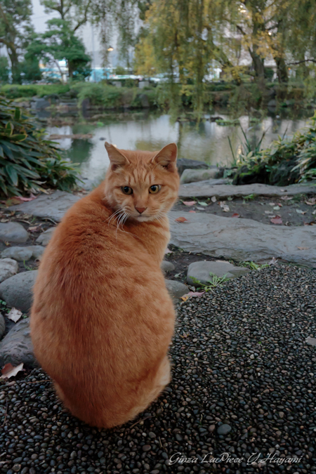 猫のいる風景　日比谷公園　振り向きチャッピー_b0133053_0403618.jpg