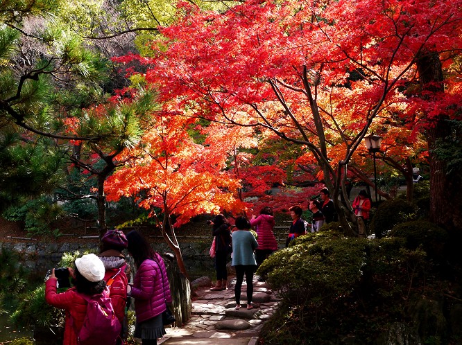 　　和歌山城紅葉渓庭園の紅葉　　２０２２-１２-０９　００：００_b0093754_20383347.jpg