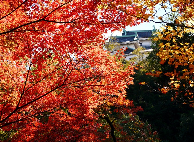 　　和歌山城紅葉渓庭園の紅葉　　２０２２-１２-０９　００：００_b0093754_2039394.jpg