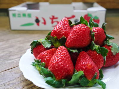 熊本イチゴ『さがほのか』　安心・安全で美味しいこだわりのイチゴ_a0254656_17332021.jpg