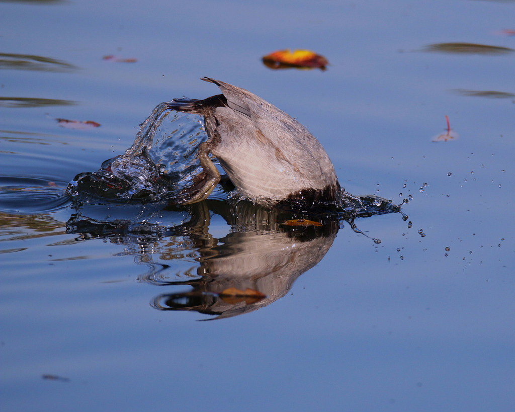 水と水鳥_c0305565_17421900.jpg