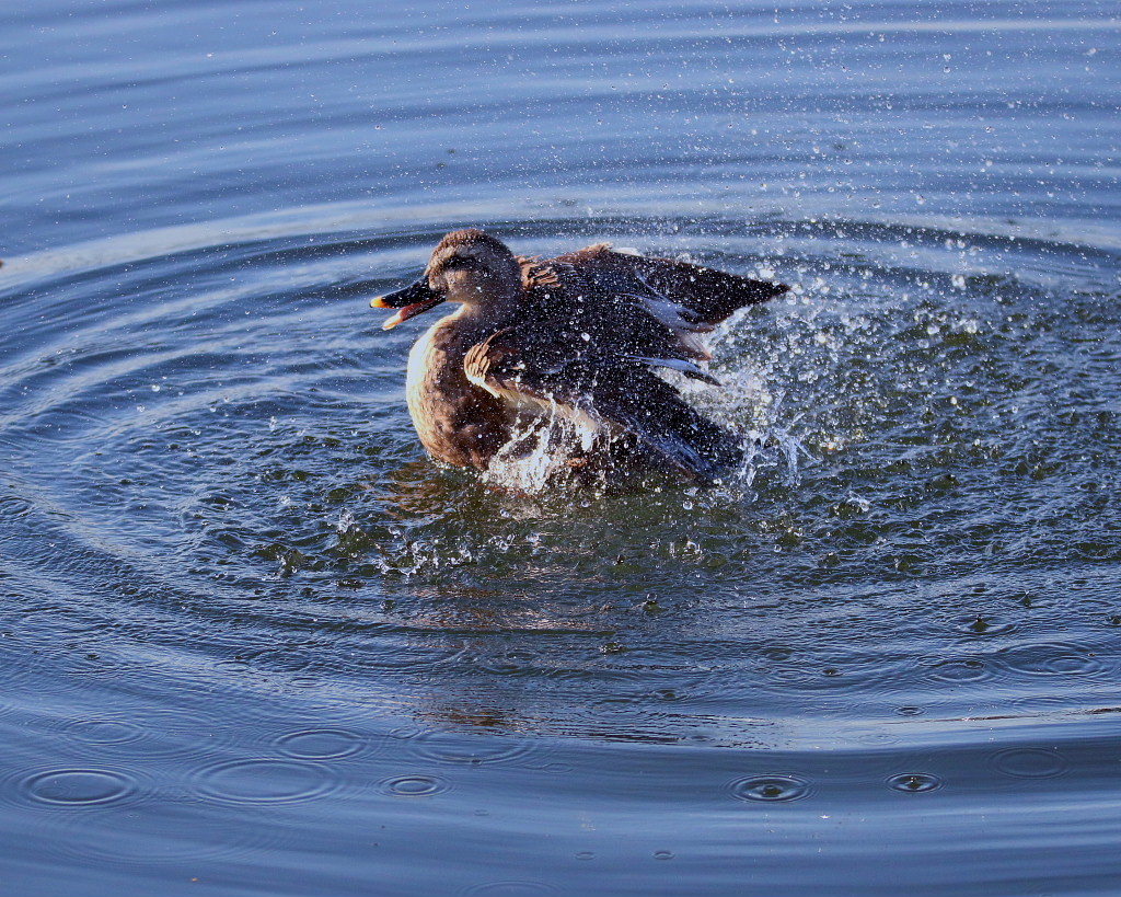 水と水鳥_c0305565_17432792.jpg