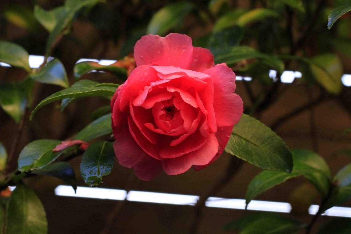 終わりに近づいてきた花_a0107574_18522519.jpg
