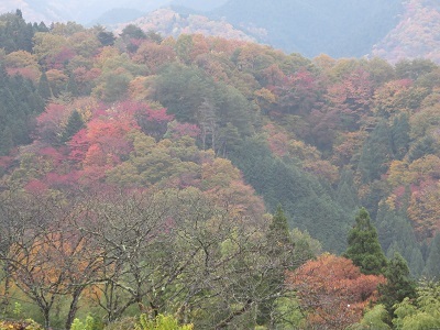 最高の紅葉　木曽の御嶽付近_e0093679_16595849.jpg