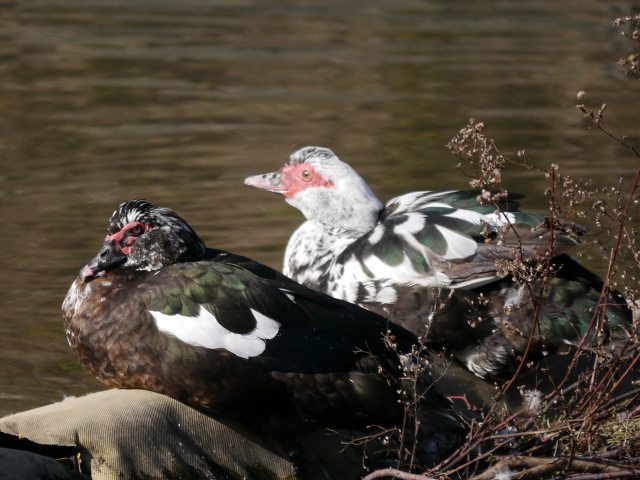 バリケンの日光浴 キジの砂浴び 花と葉っぱ