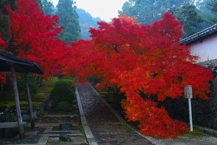 一休寺（酬恩庵）_e0051888_16324432.jpg