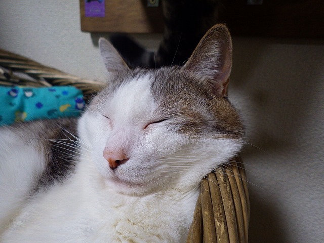 a0159490_1748207.jpg