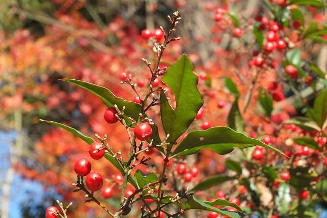 e0070891_17383442.jpg