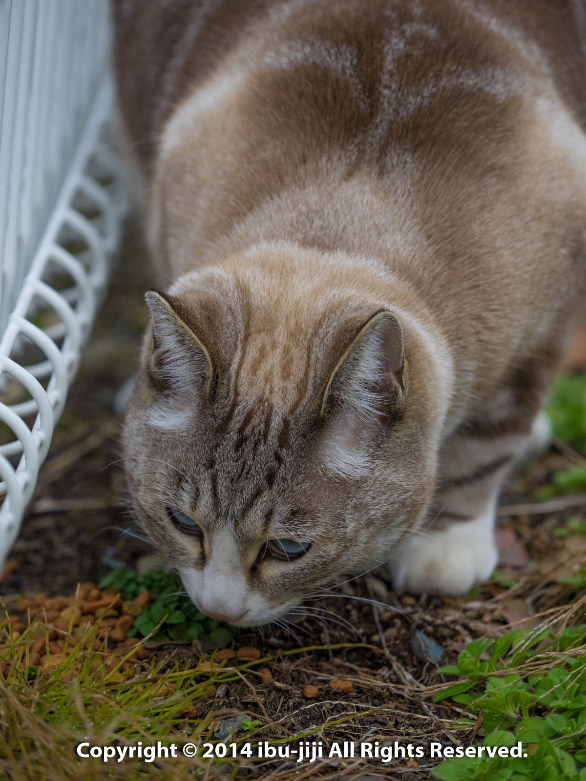 ED40-150mmF2.8PROで撮ってみました（その１）_f0326891_02524113.jpg