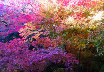 紅葉狩り　in　鞍馬_a0082693_049799.jpg