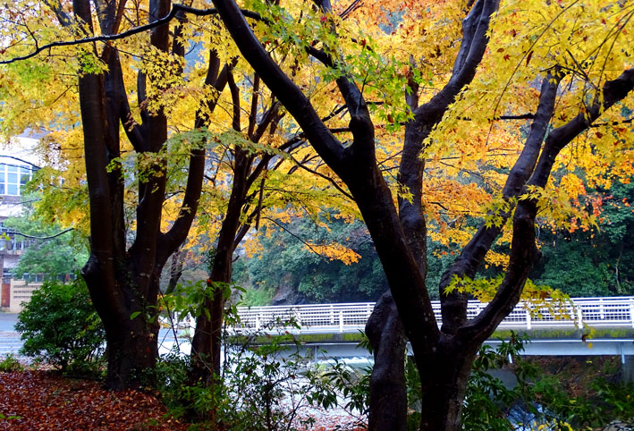 師走の紅葉 その２_b0145296_991888.jpg