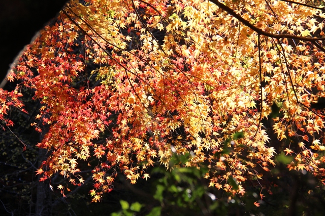 2014・12月2日　　　小松寺・城山・博物館・茄子のにんにく炒め煮_c0342697_2301850.jpg