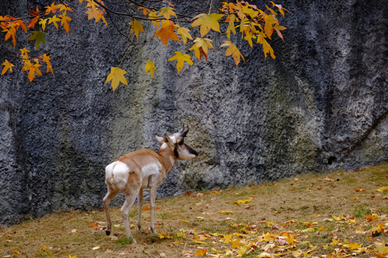 紅葉の下_b0016600_23151370.jpg