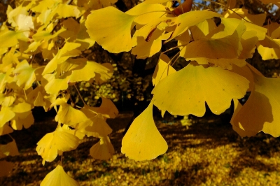 e0304001_22414289.jpg