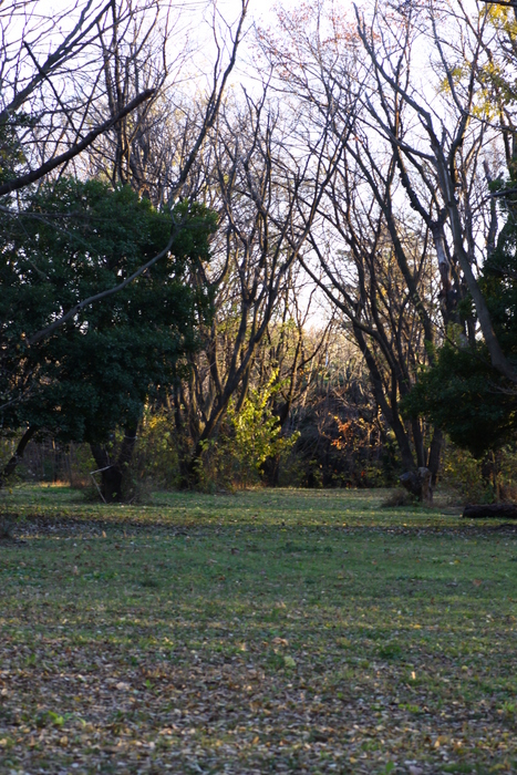 日没前の公園にて_d0248502_1523256.jpg