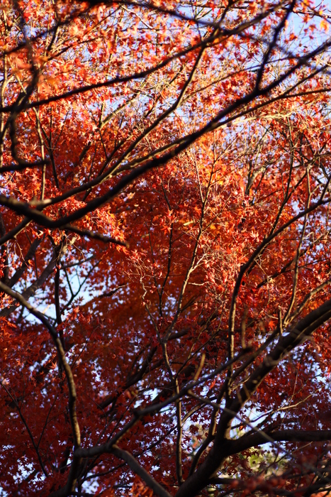 日没前の公園にて_d0248502_15241789.jpg