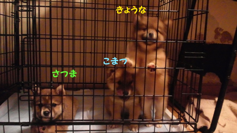 さつま&きょうな 新生活スタート!_f0242002_110438.jpg