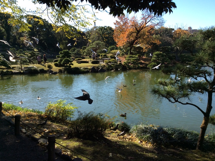 清澄庭園_f0223603_17265864.jpg