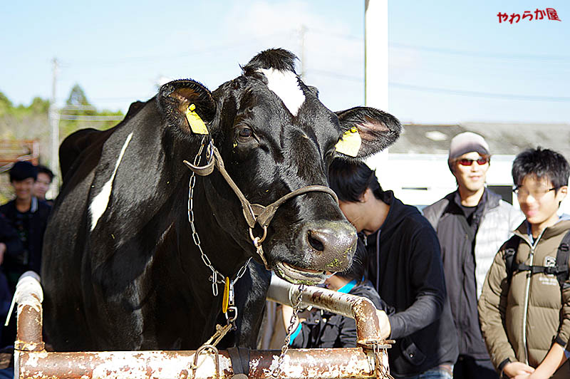 MOTHER-FARM MILKING_b0134907_1725989.jpg