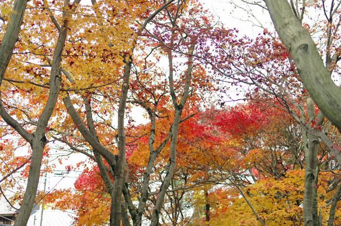 京都　紅葉　鷹峯エリア　5　光悦寺（2)_b0151409_2150541.jpg