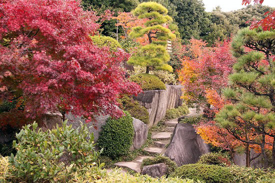 初めての目白庭園の紅葉_e0255509_21251559.jpg